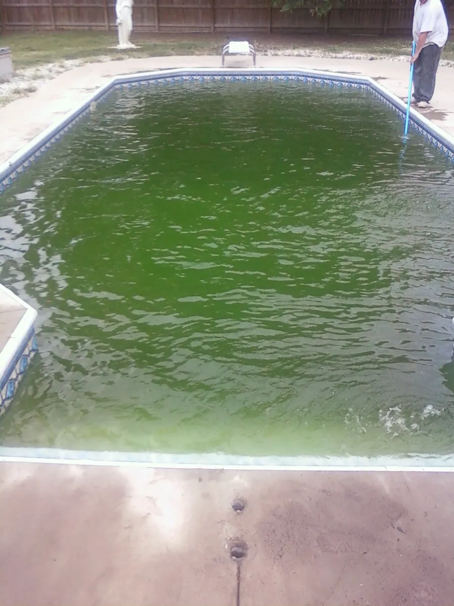 An in-ground pool turned opaque green by an algae bloom — the water is so cloudy the bottom is invisible